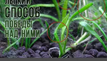 Водоросли в новом аквариуме и борьба с ними.