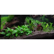 Стаурогин репенс - Staurogyne repens