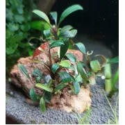 Буцефаландра "Призрак Брауни" - Bucephalandra sp. "Brownie Ghost"