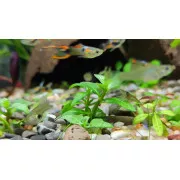Стаурогин репенс - Staurogyne repens