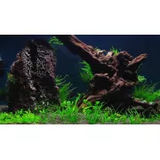 Мох пламя - Flame moss - Taxiphyllum sp. "Flame"