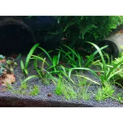 Элеохарис мини - Eleocharis sp. "mini"