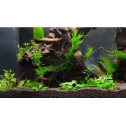 Мох пламя - Flame moss - Taxiphyllum sp. "Flame"