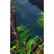Мох Тамарассер - Moss sp. Thamarassery