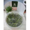 Юнкус ползучий - Juncus repens