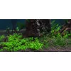 Микрантемум Монте Карло - Micranthemum sp. Monte Carlo