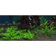 Микрантемум Монте Карло - Micranthemum sp. Monte Carlo