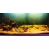 Эхинодорус Латифолиус - Echinodorus latifolius
