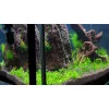 Эхинодорус Квадрикостатус - Echinodorus quadricostatus