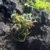 Буцефаландра "Кедаганг" - Bucephalandra sp. "Kedagang"