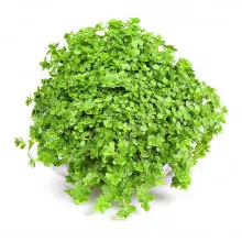 Хемиантус Куба - Hemianthus callitrichoides "Cuba"