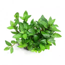 Стаурогин репенс - Staurogyne repens