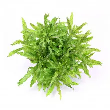 Погостемон хелфери - Pogostemon helferi