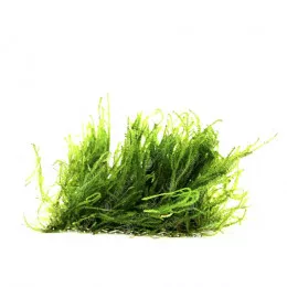 Мох пламя - Flame moss - Taxiphyllum sp. "Flame"