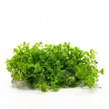 Микрантемум Монте Карло - Micranthemum sp. Monte Carlo