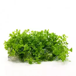 Микрантемум Монте Карло - Micranthemum sp. Monte Carlo
