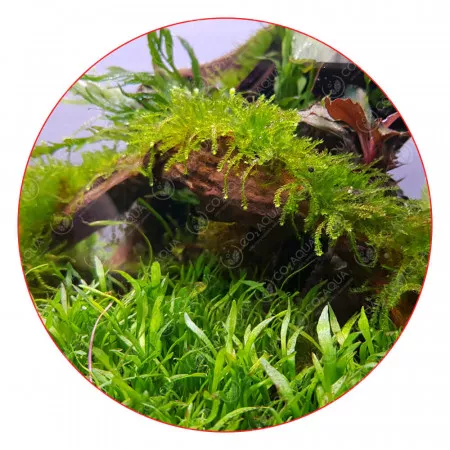 Лилеопсис бразильский - Lilaeopsis brasiliensis
