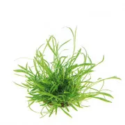 Лилеопсис бразильский - Lilaeopsis brasiliensis