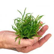 Лилеопсис бразильский - Lilaeopsis brasiliensis