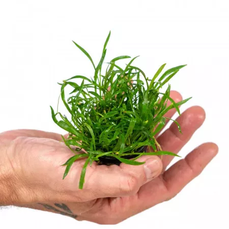 Лилеопсис бразильский - Lilaeopsis brasiliensis