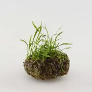 Лилеопсис бразильский - Lilaeopsis brasiliensis