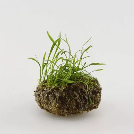 Лилеопсис бразильский - Lilaeopsis brasiliensis