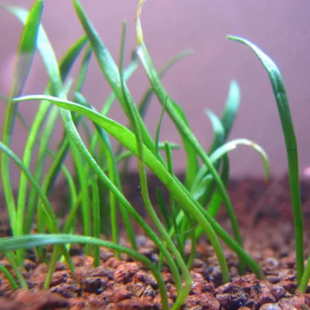 Лилеопсис бразильский - Lilaeopsis brasiliensis