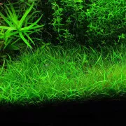 Лилеопсис бразильский - Lilaeopsis brasiliensis