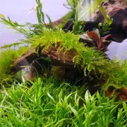Лилеопсис бразильский - Lilaeopsis brasiliensis