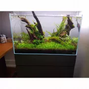 Лилеопсис бразильский - Lilaeopsis brasiliensis