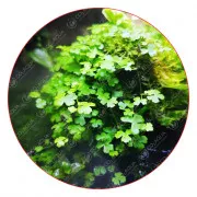 Гидрокотила трипартита - Hydrocotyle tripartita
