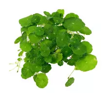Гидрокотила вертикальная - Hydrocotyle verticillata
