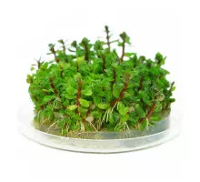 Аммания бонсай - Ammania sp "Bonsai"