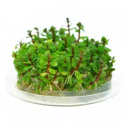 Аммания бонсай - Ammania sp "Bonsai"