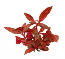 Альтернантера Розанервиг - Alternanthera reineckii Rosanervig