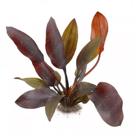 Эхинодорус Афлейм - Echinodorus Aflame Эхинодорус Афлейм - Echinodorus Aflame