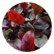 Эхинодорус Афлейм - Echinodorus Aflame