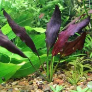 Эхинодорус Афлейм - Echinodorus Aflame