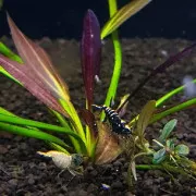 Эхинодорус Афлейм - Echinodorus Aflame