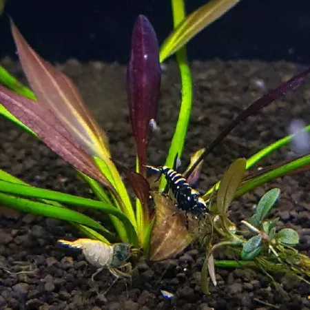 Эхинодорус Афлейм - Echinodorus Aflame Эхинодорус Афлейм - Echinodorus Aflame