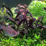 Эхинодорус Афлейм - Echinodorus Aflame