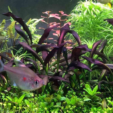 Эхинодорус Афлейм - Echinodorus Aflame Эхинодорус Афлейм - Echinodorus Aflame