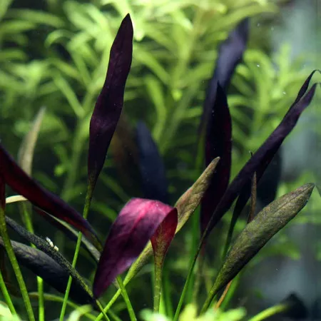 Эхинодорус Афлейм - Echinodorus Aflame Эхинодорус Афлейм - Echinodorus Aflame