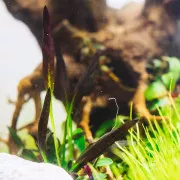 Эхинодорус Афлейм - Echinodorus Aflame