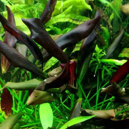 Эхинодорус Афлейм - Echinodorus Aflame Эхинодорус Афлейм - Echinodorus Aflame