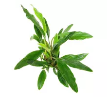 Хомаломена южная - Homalomena sp. Sekadau south