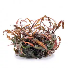 Гигрофила пиннатифида - Hygrophila pinnatifida