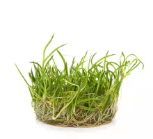Литторелла унифлора - Littorella uniflora