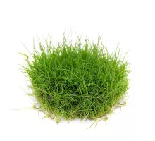 Элеохарис парвула мини - Eleocharis parvula mini