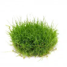 Элеохарис парвула мини - Eleocharis parvula mini
